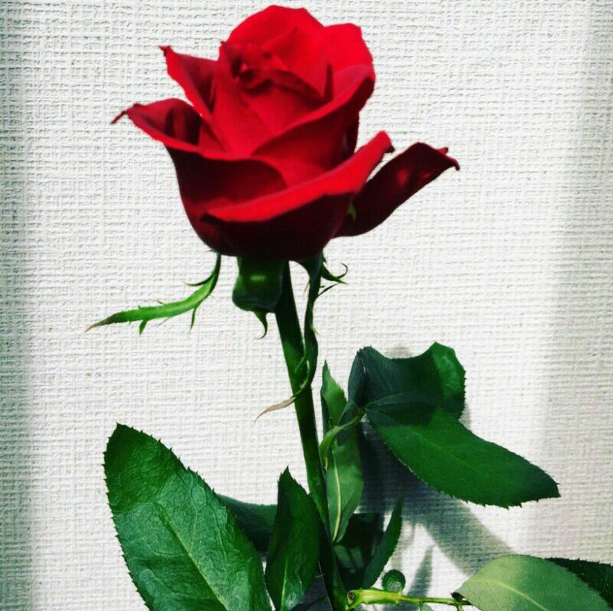 Google の写真