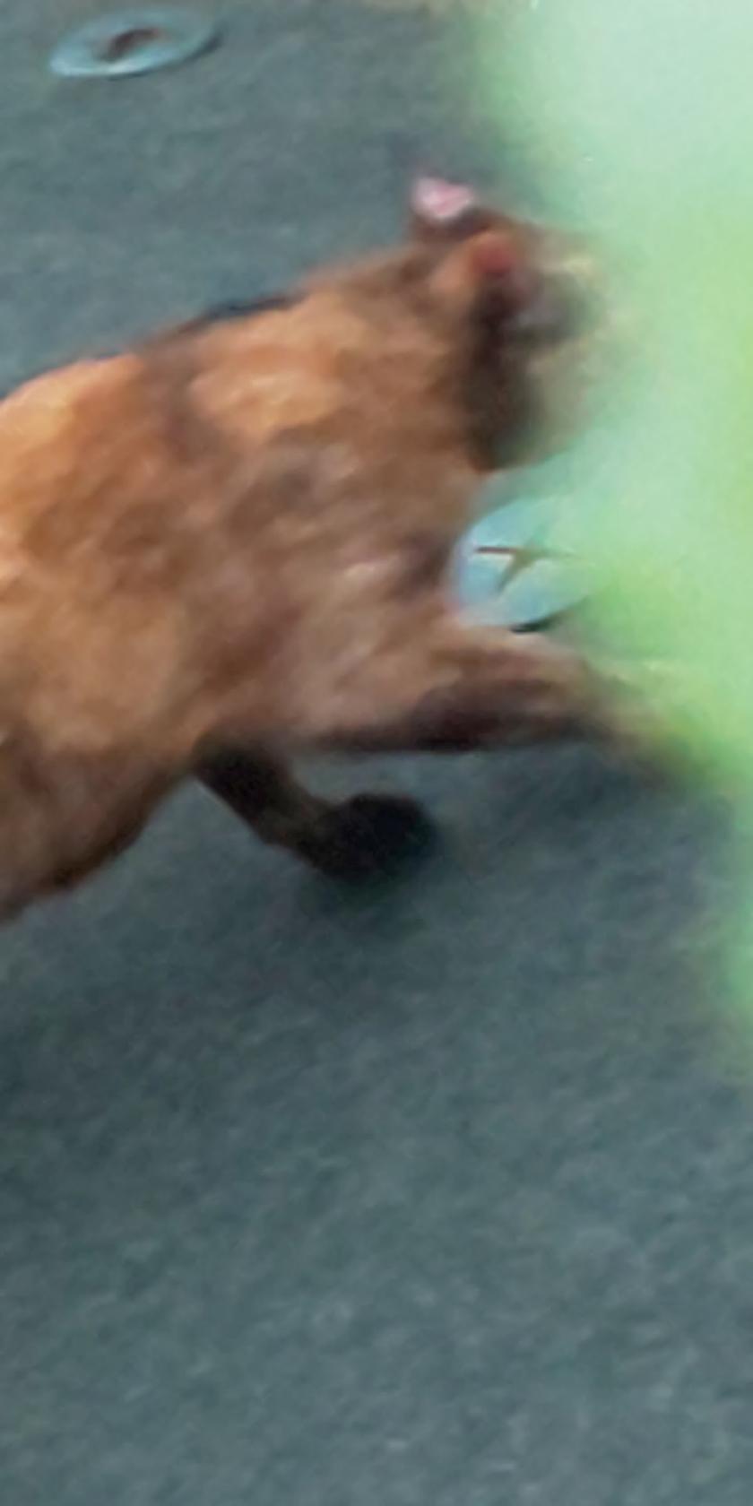 Google の写真