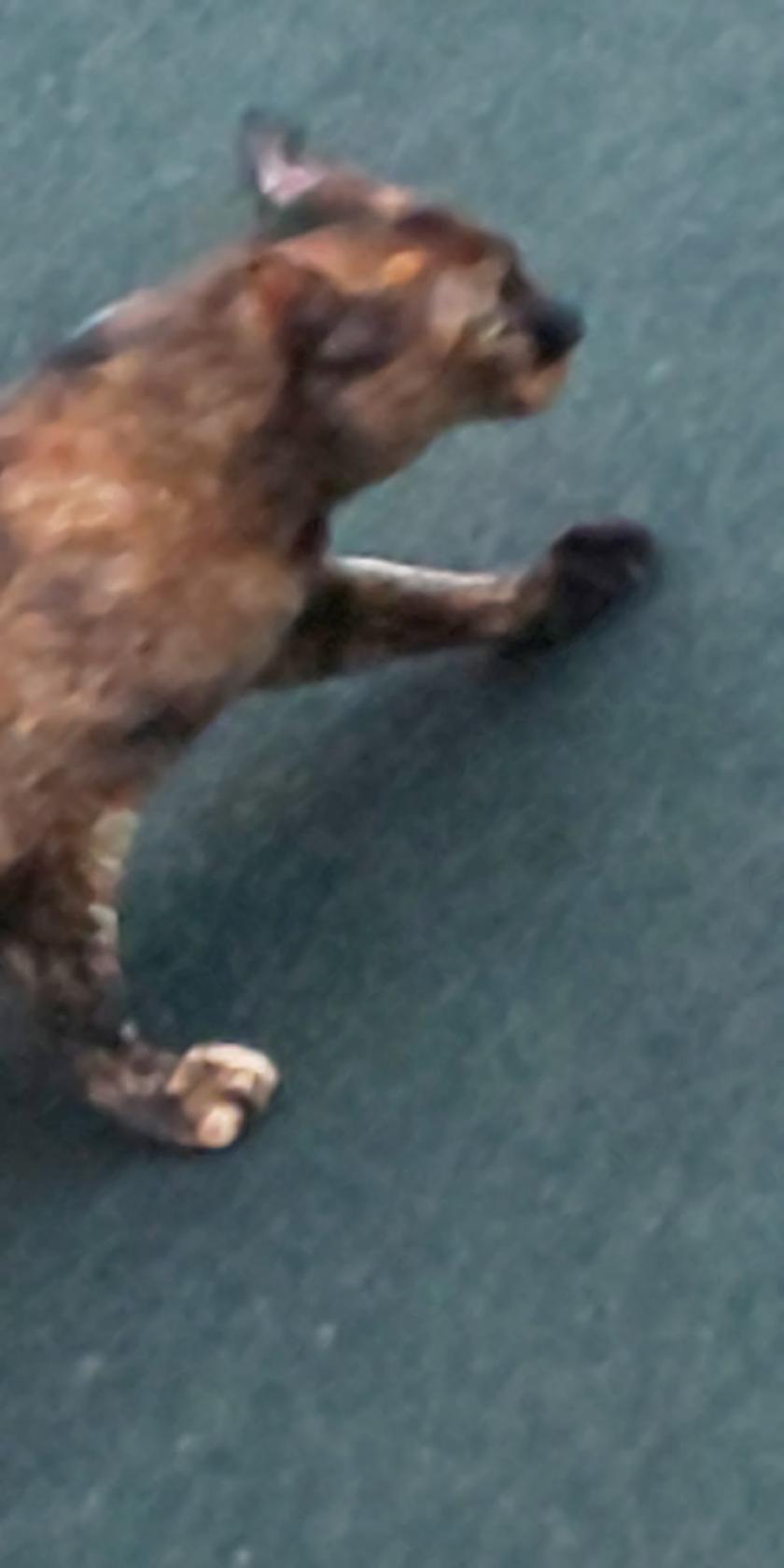 Google の写真