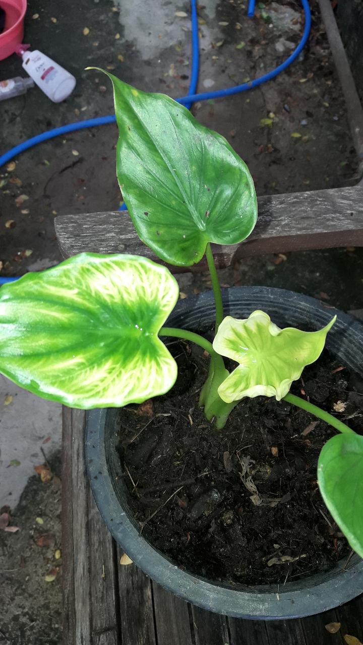 Google の写真