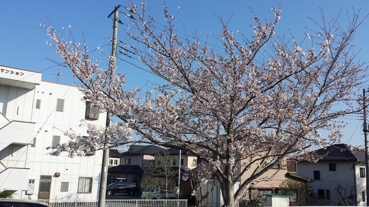Google の写真