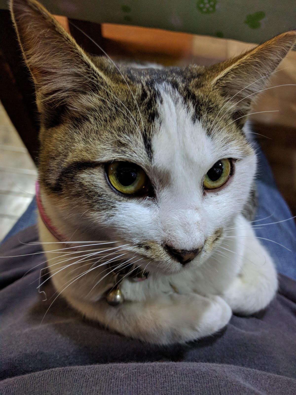 Google の写真