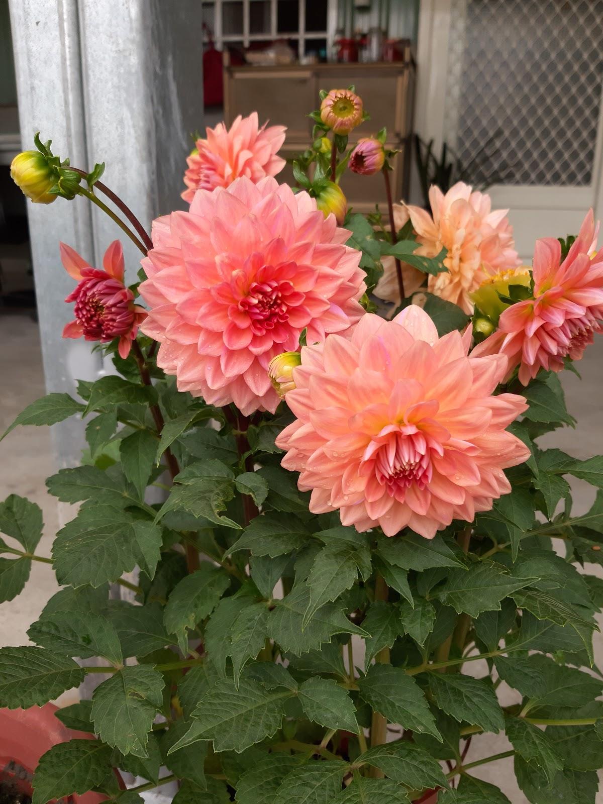 Google の写真