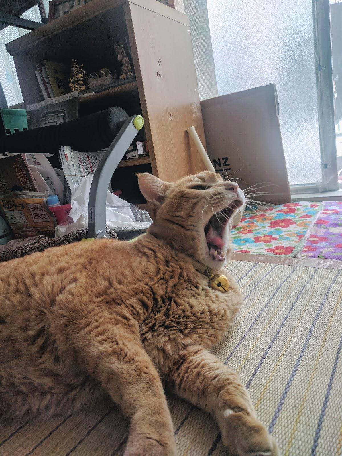 Google の写真
