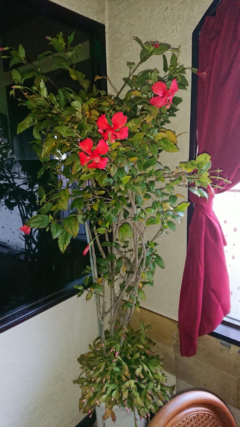 Google の写真