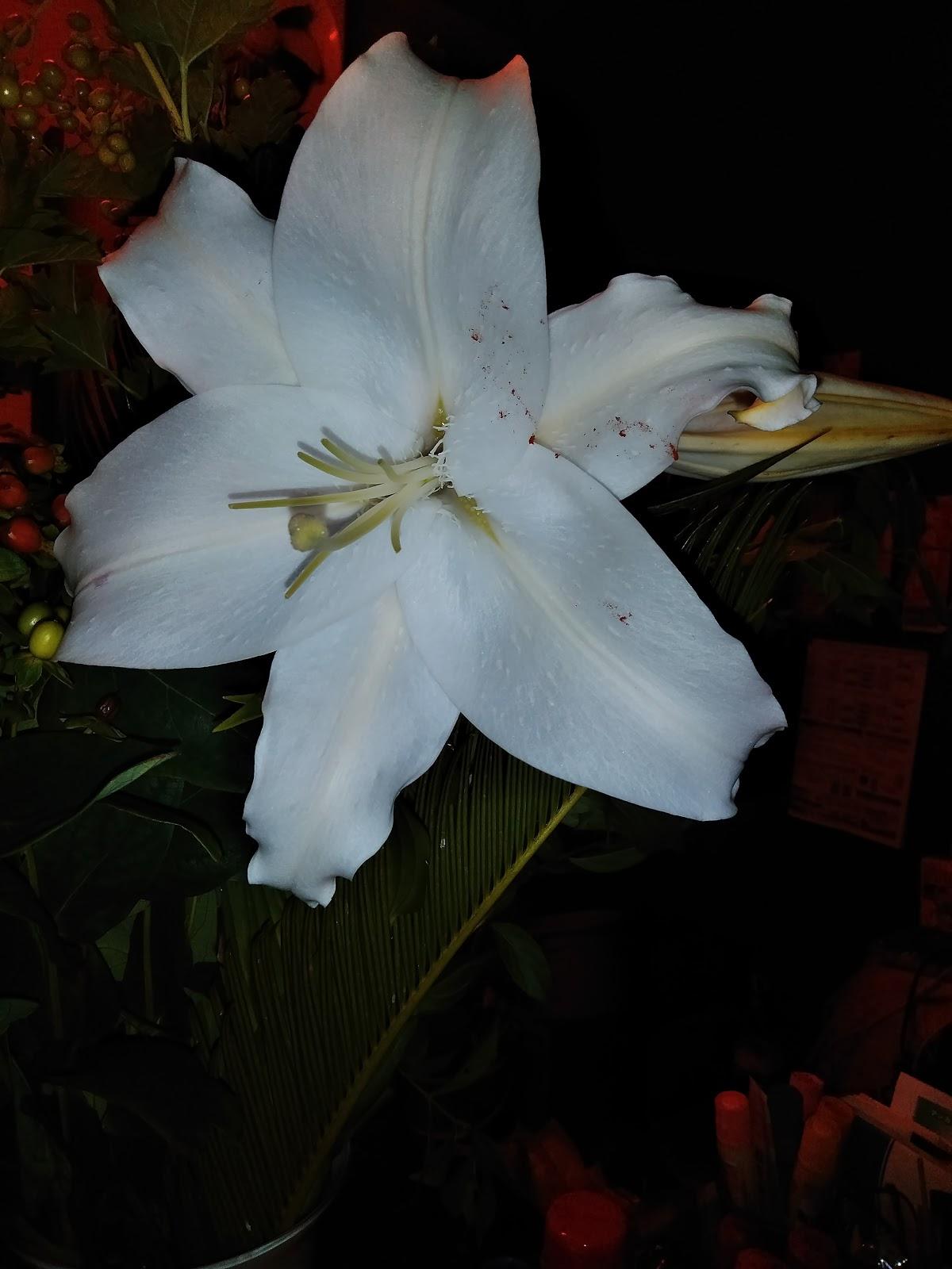 Google の写真