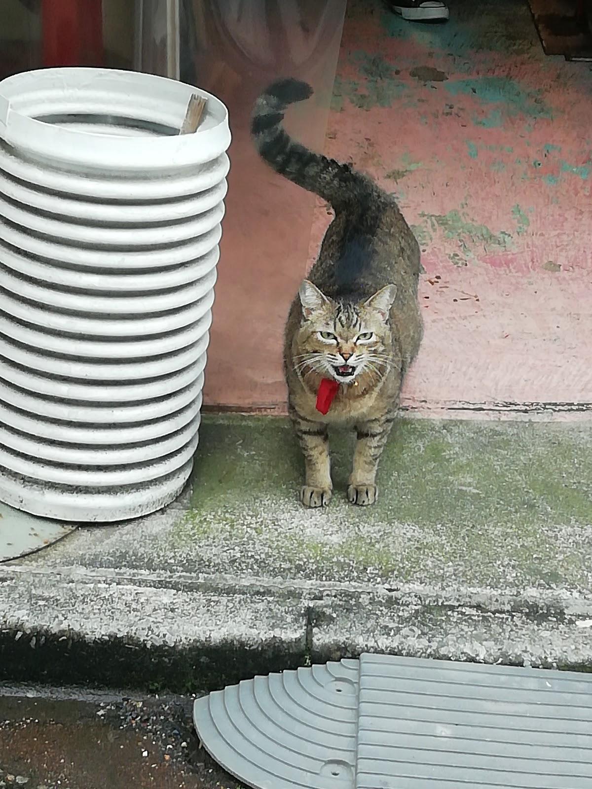 Google の写真