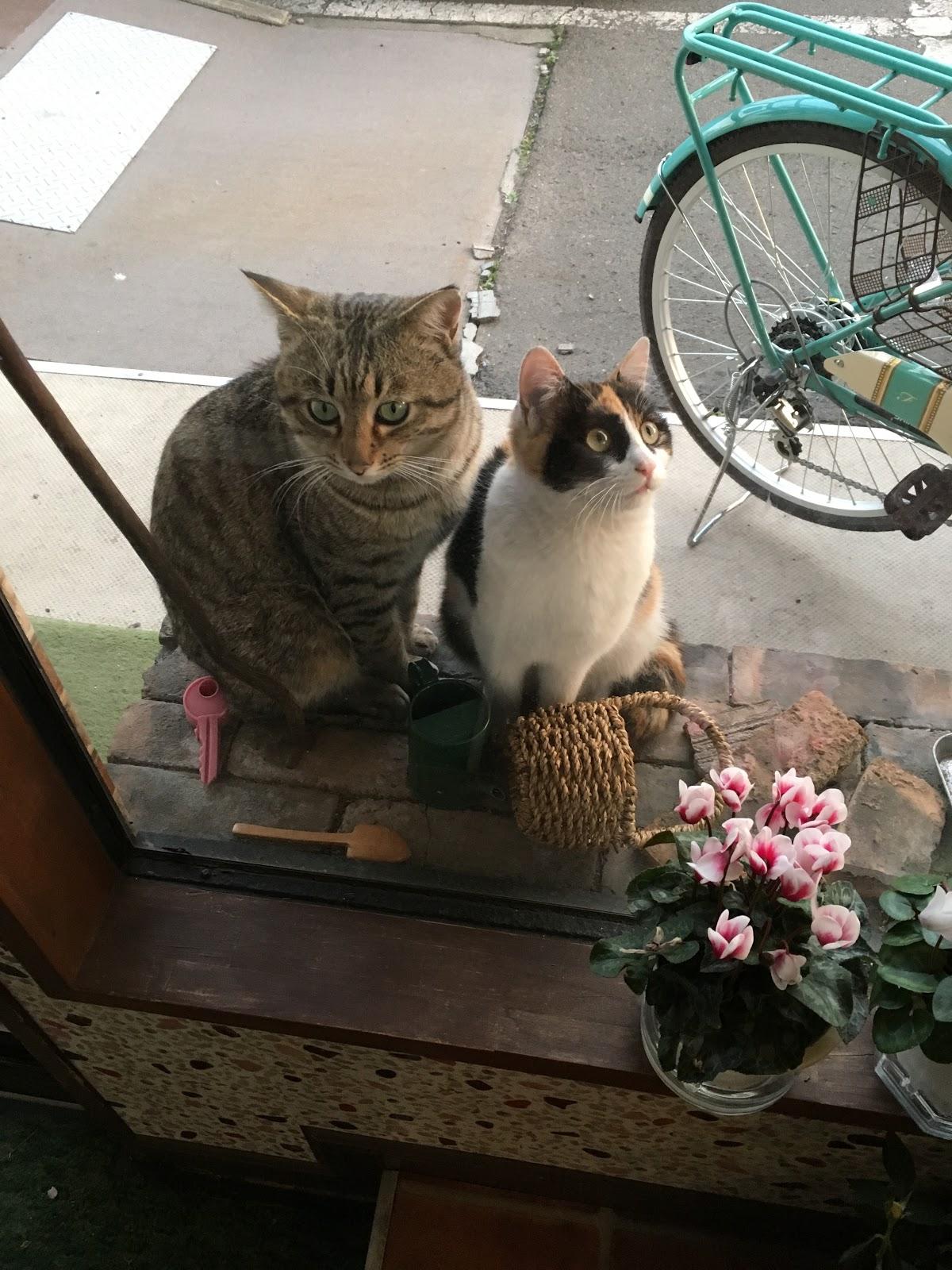 Google の写真