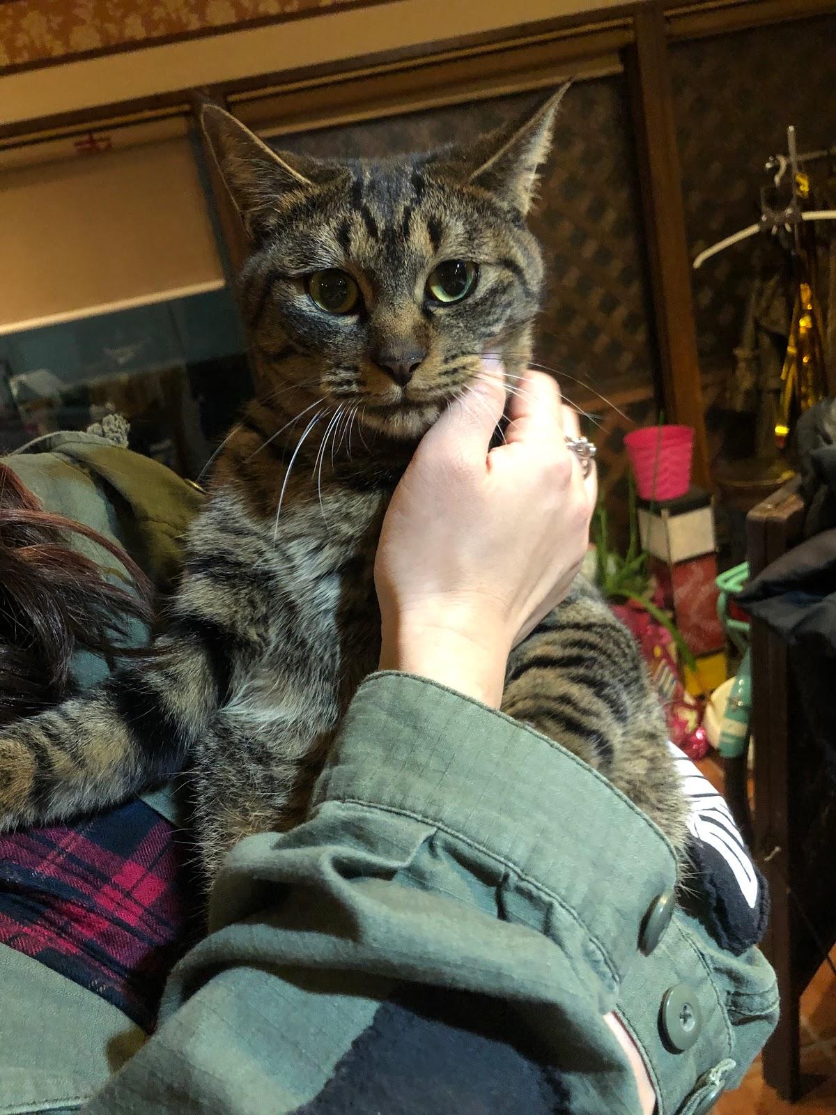 Google の写真