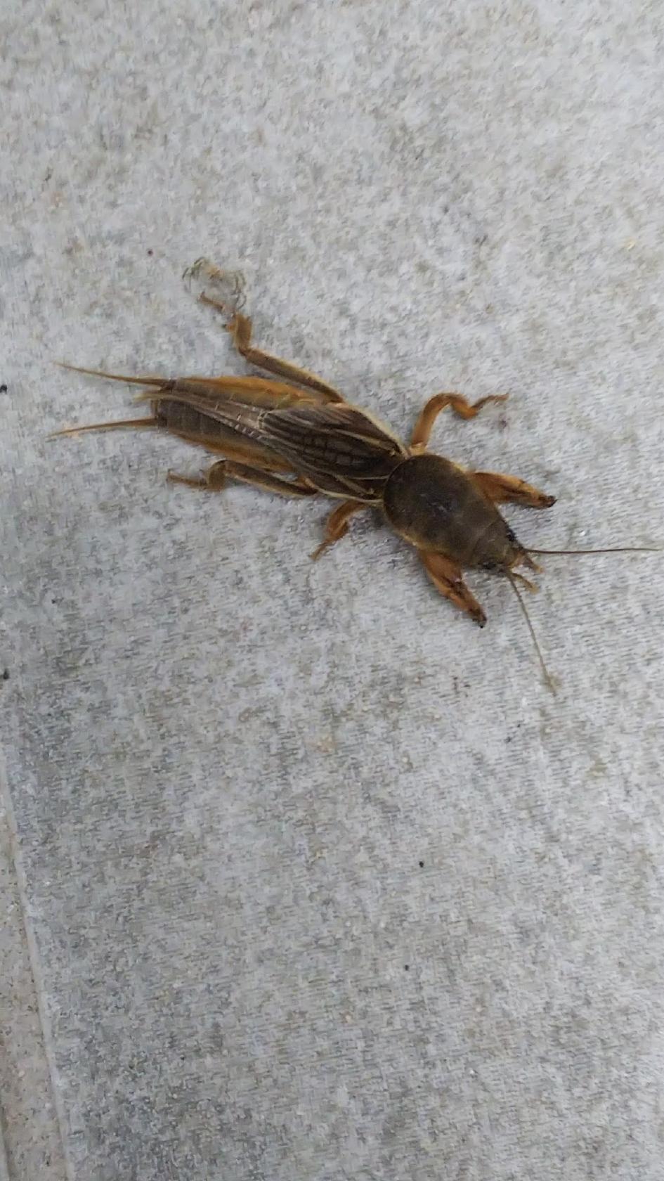 Google の写真