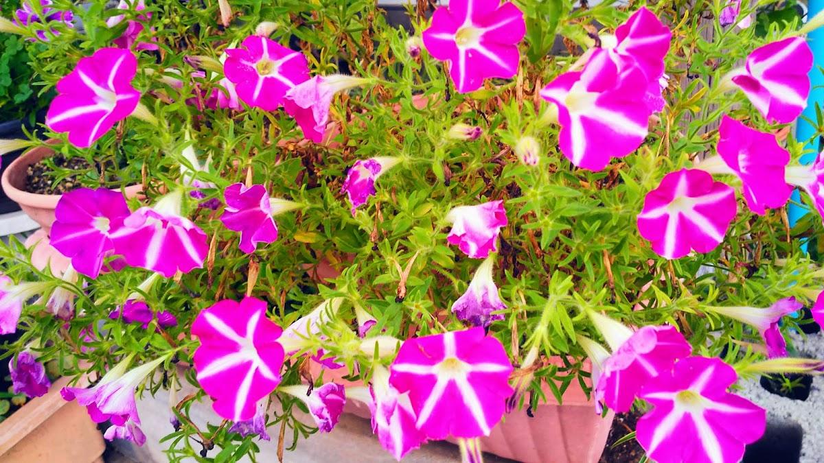 Google の写真