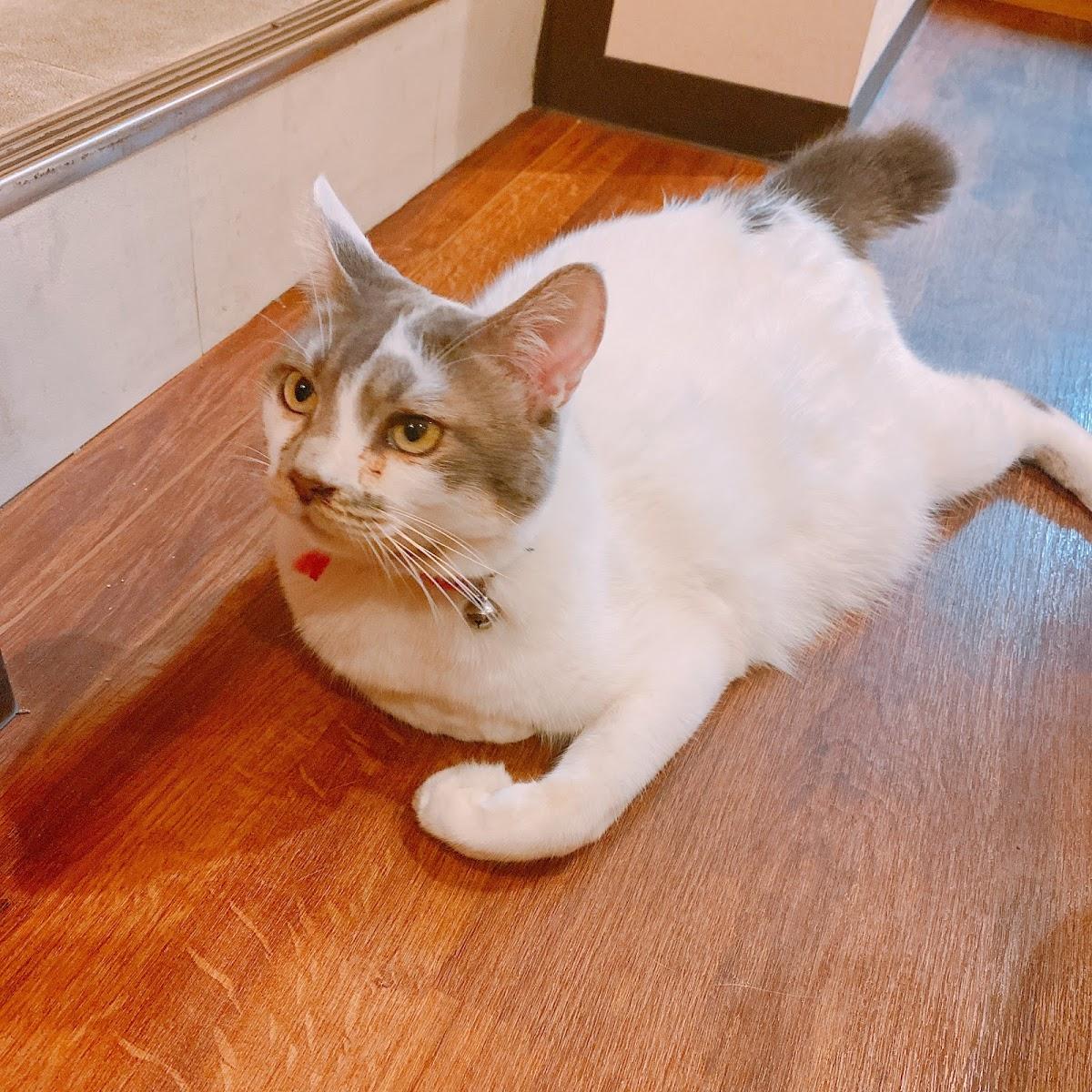 Google の写真