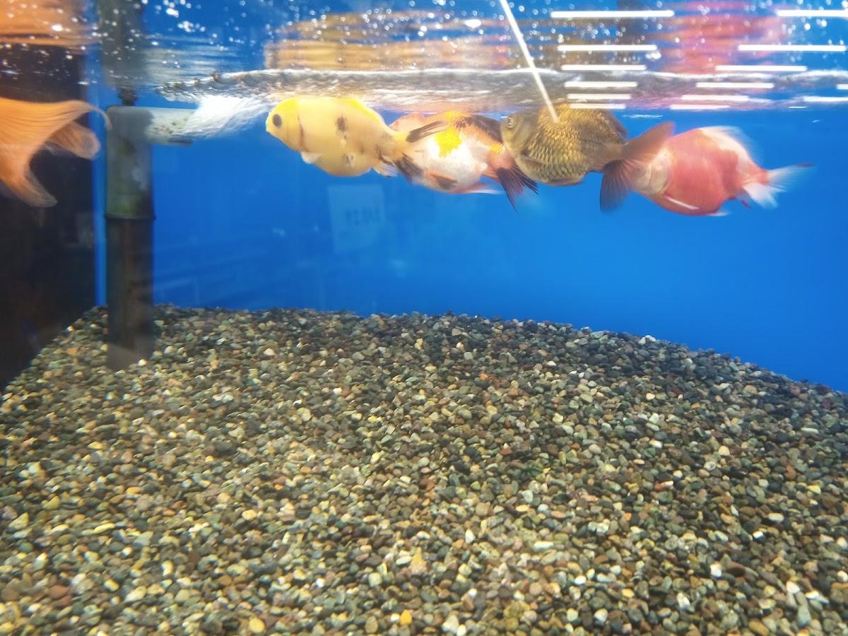 Google の写真