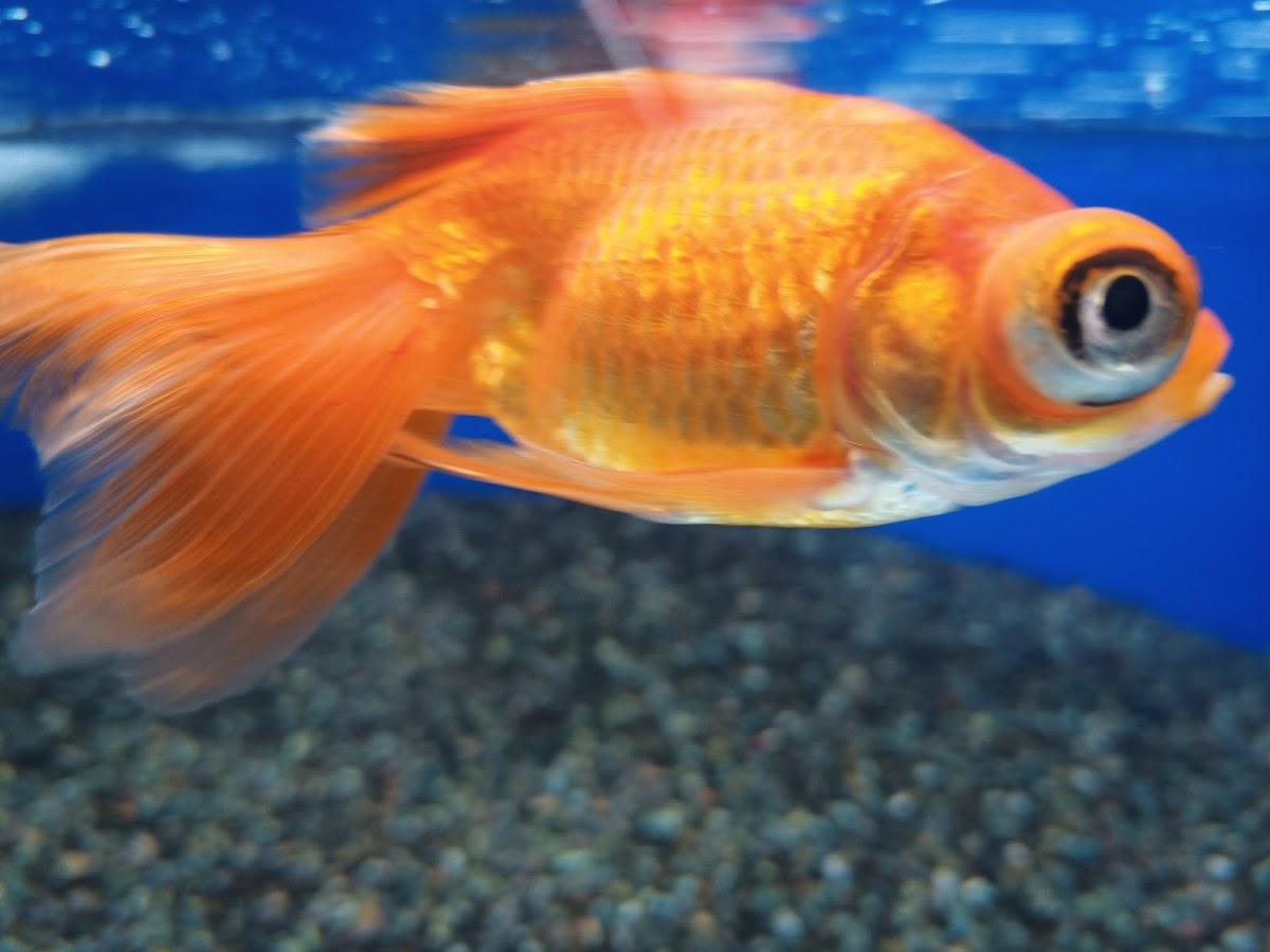 Google の写真