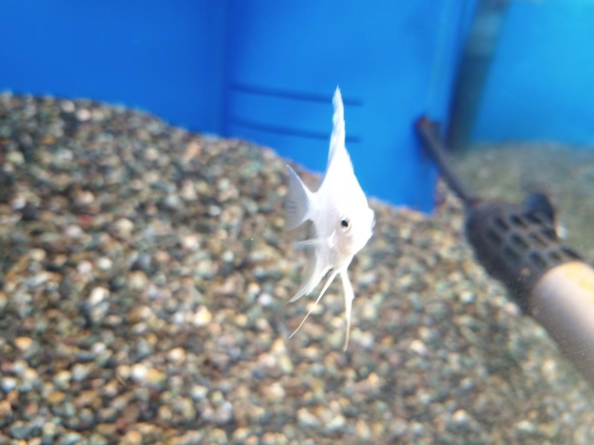 Google の写真