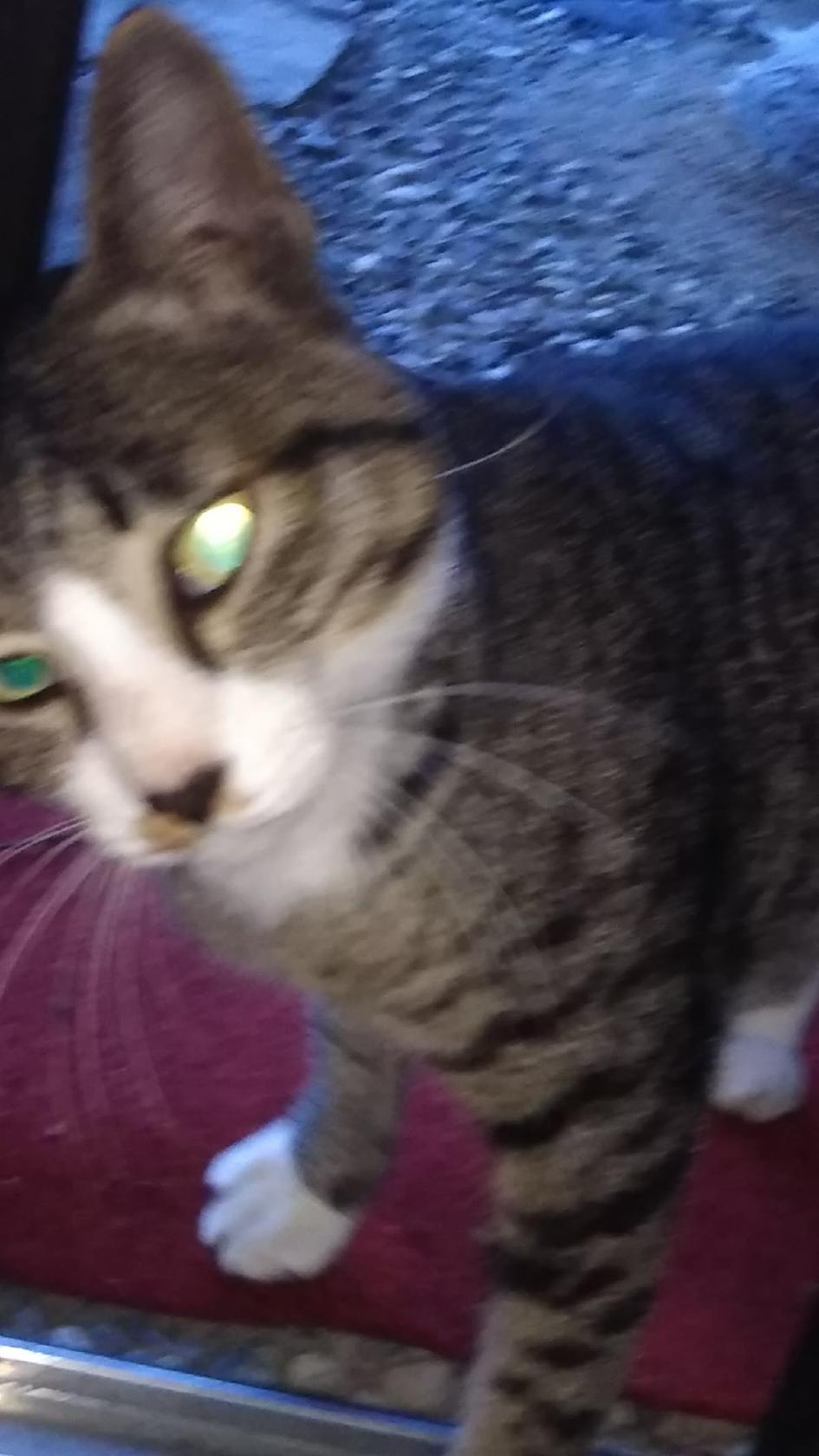 Google の写真