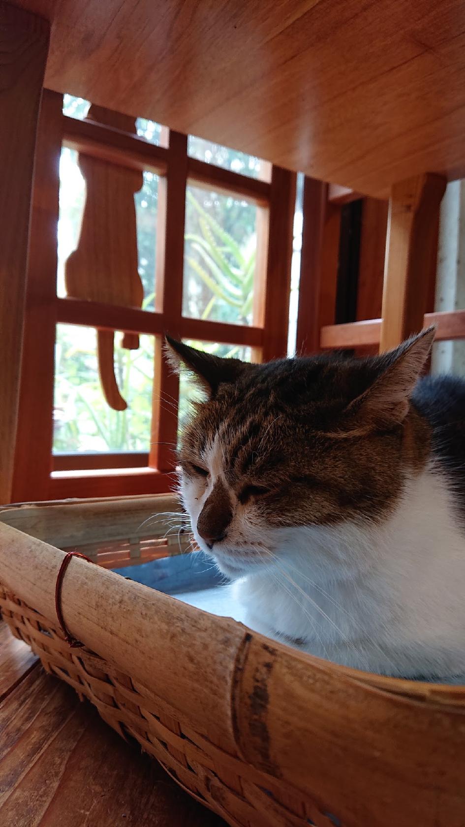 Google の写真