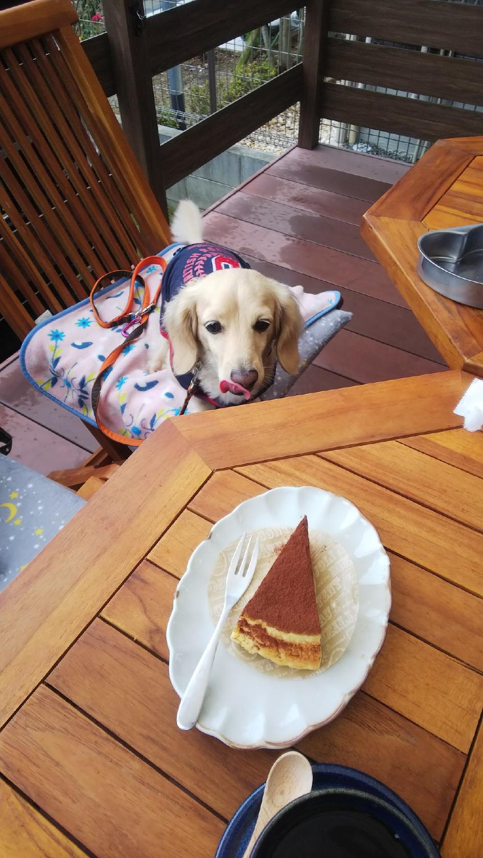 Google の写真