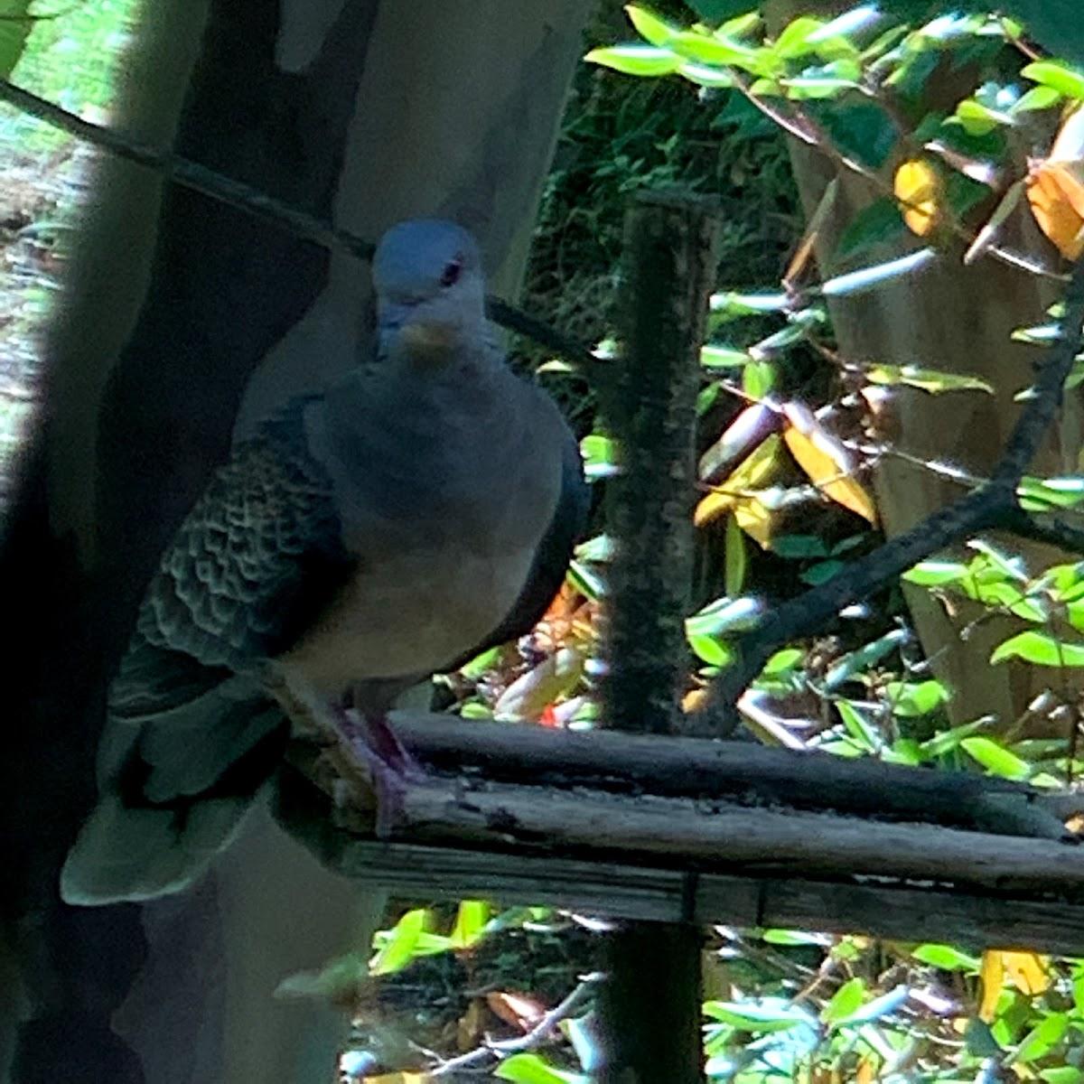 Google の写真