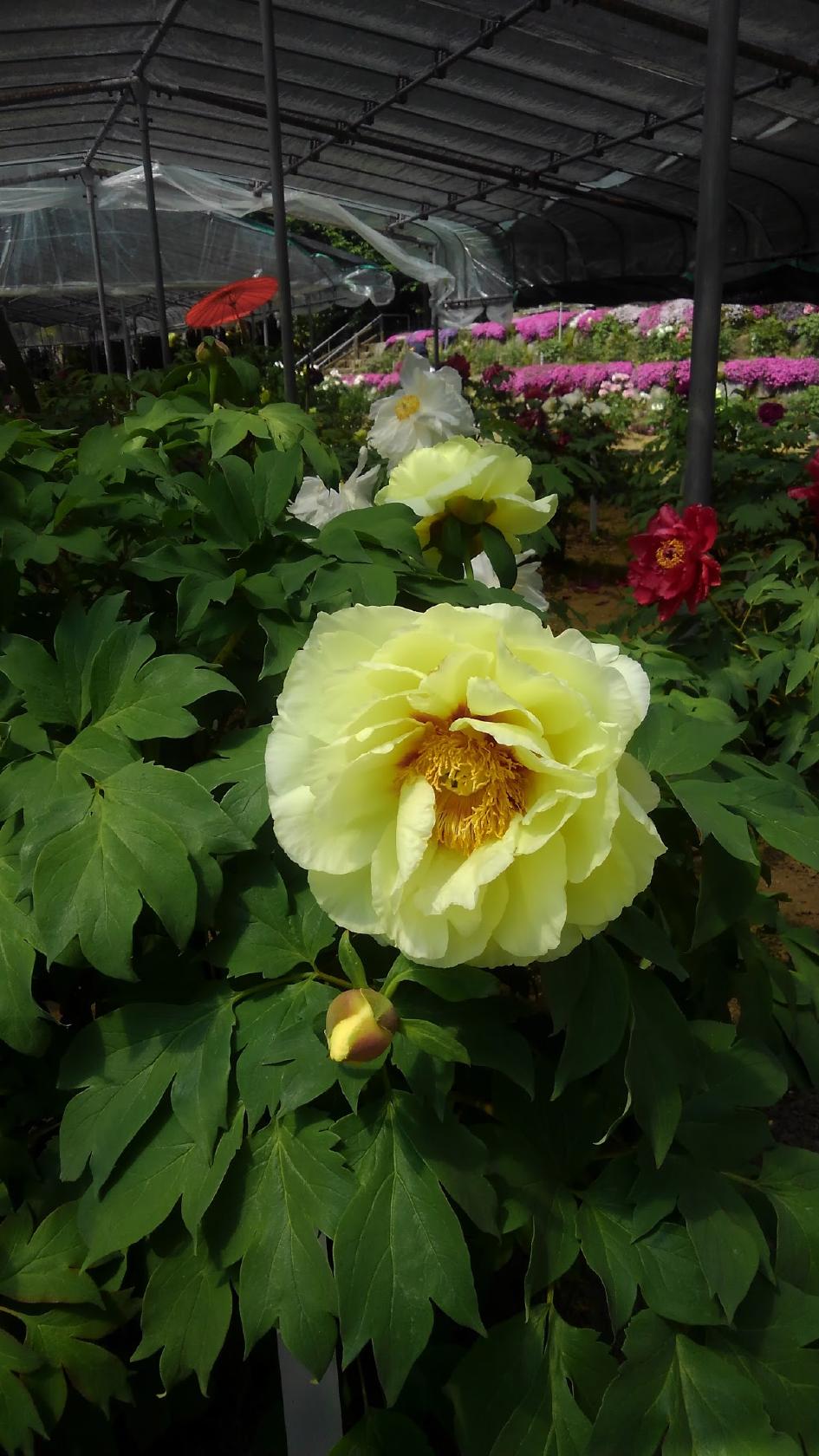 Google の写真