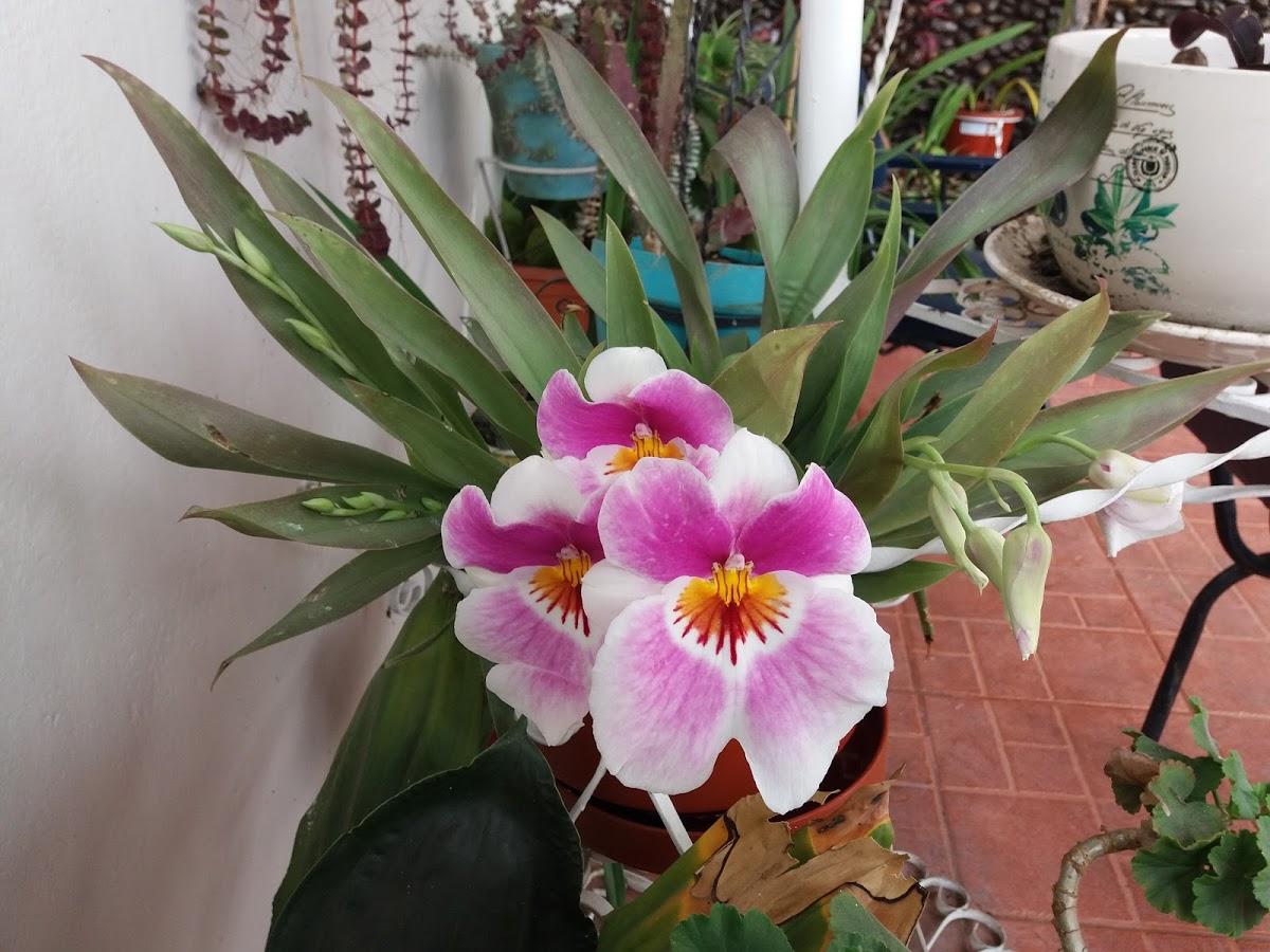 Photo from Google