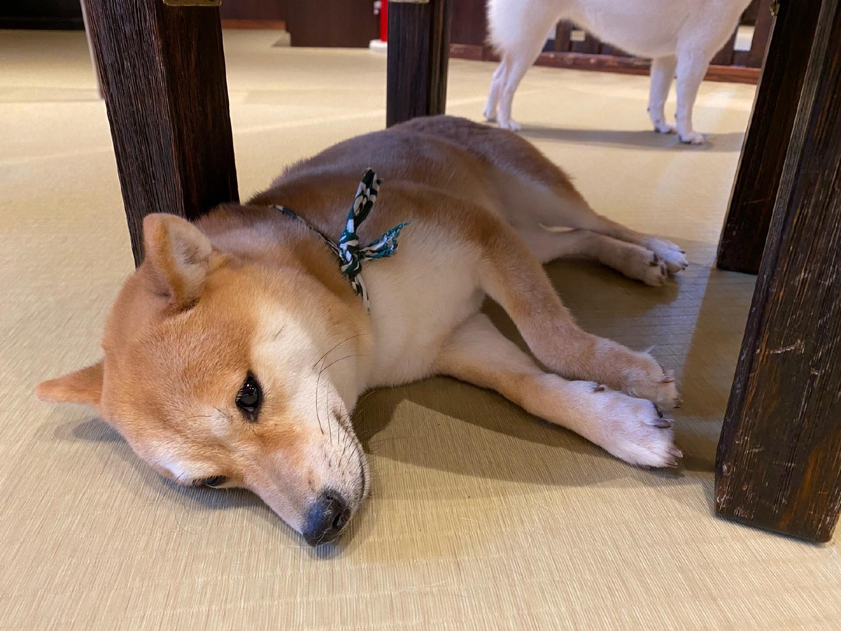 Foursquare の写真