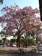 Bar e Sorveteria de Bonito