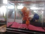 Paulinho Lanches Pizzas