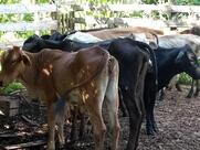 Rovila Bar E Lanchonete