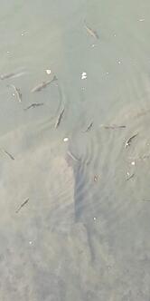 SIRO'S BAR-gelateria-paninoteca