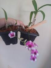 Papelaria Mundo Verde