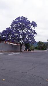 José Carlos Rodrigues Bar