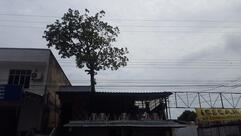 Festival Do Peixe Frito - Praça 14 De Janeiro