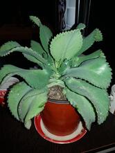 Aronai Coffee Shop & Fast Food