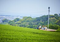 大地の茶の間、釜炒り茶柴本