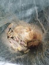 Rodrigos Bar Frango Assado