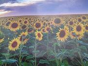 Rathore ji fast food corner