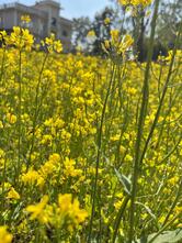 Zambala Restaurant and Tent Paradise