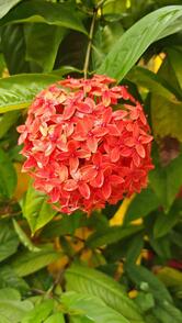 NEW SMIT BEACH RESORT