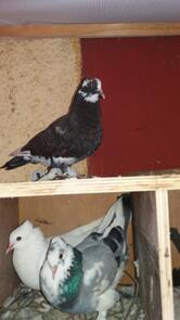 Navinya Chinese Centre Pure Veg Chinese