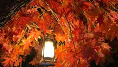 Rainforest Resto Bar