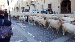 Peter Pan Di Telloli Diego