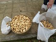 La Fornarina Panetteria