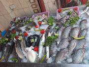 أسماك المراكبي