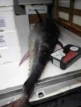 Pescheria IL FARO