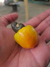 Restaurante Pousada do Santinho