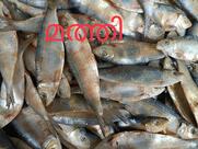 AS(Anil Shams).Dry Fish shop,unakkameen kada Enath