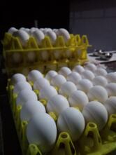 Balvant Omelette Centre