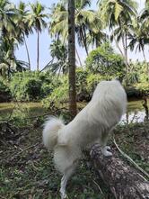 Annapurna Bar & Restaurant