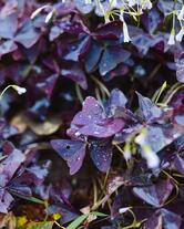 La Table - Lasne by Alain Bianchin